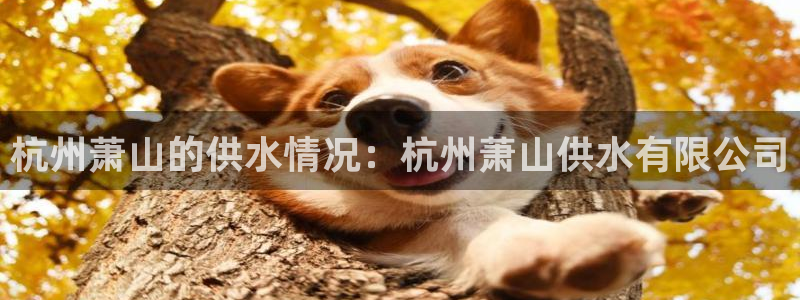 球友会下载安装